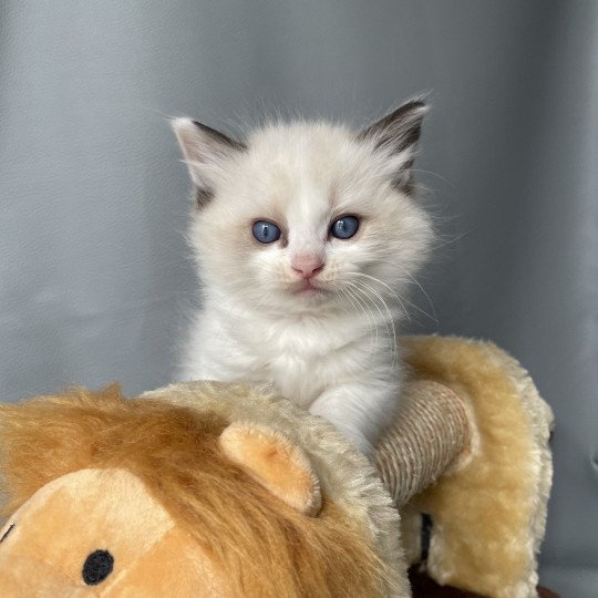 chaton Ragdoll seal point bicolor Umi rose Les Ragdolls de la Croisette