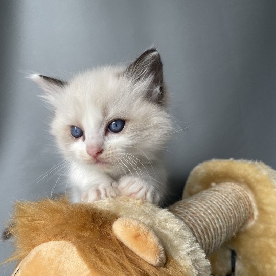 chaton Ragdoll seal point bicolor Umi rose Les Ragdolls de la Croisette