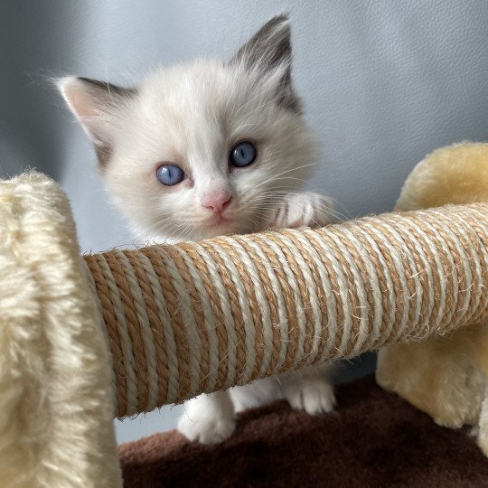 chaton Ragdoll seal point bicolor Umi rose Les Ragdolls de la Croisette