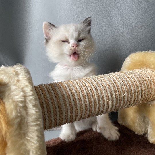 chaton Ragdoll seal point bicolor Umi rose Les Ragdolls de la Croisette