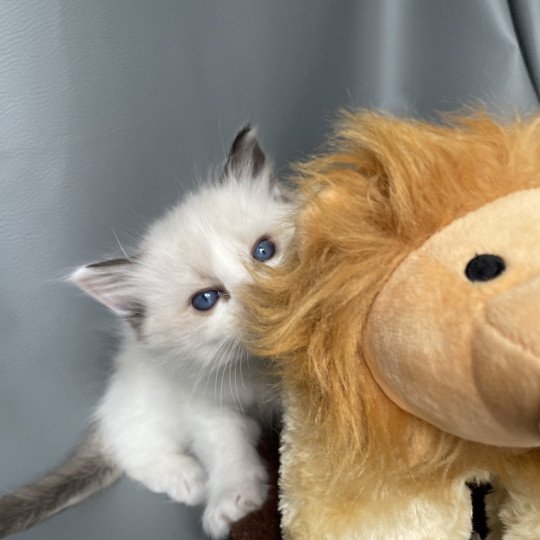 chaton Ragdoll seal point bicolor Umi rose Les Ragdolls de la Croisette