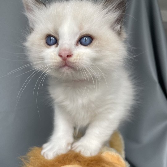 chaton Ragdoll seal point bicolor Umi rose Les Ragdolls de la Croisette