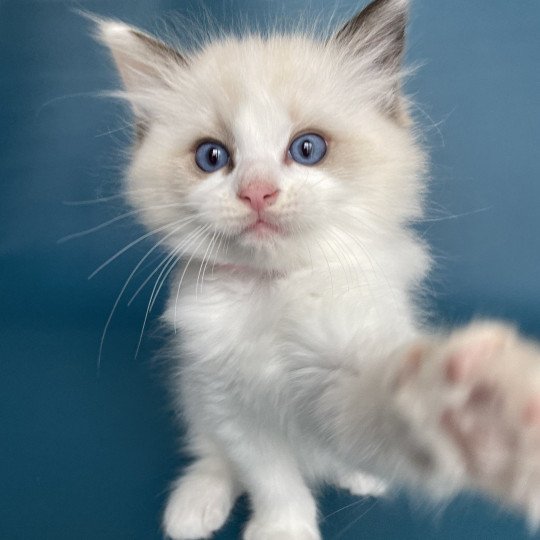 chaton Ragdoll seal point bicolor Umi rose Les Ragdolls de la Croisette