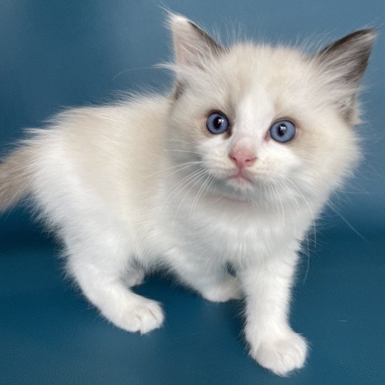 chaton Ragdoll seal point bicolor Umi rose Les Ragdolls de la Croisette