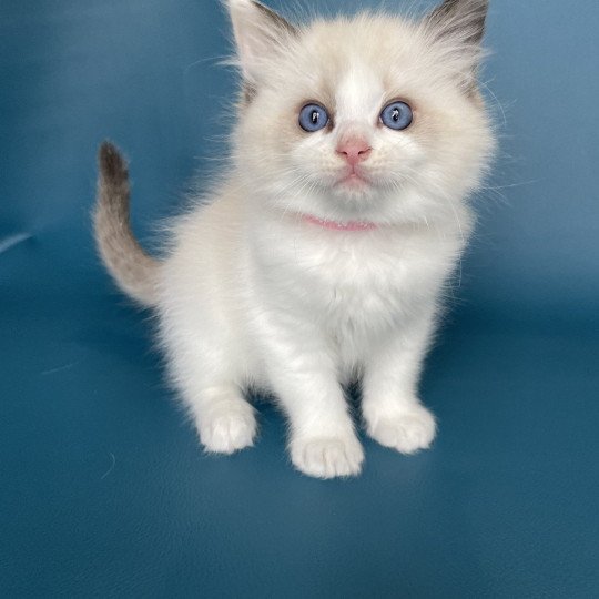 chaton Ragdoll seal point bicolor Umi rose Les Ragdolls de la Croisette