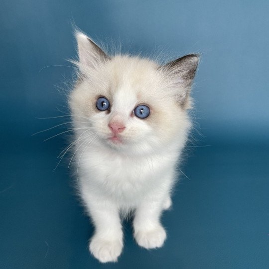 chaton Ragdoll seal point bicolor Umi rose Les Ragdolls de la Croisette