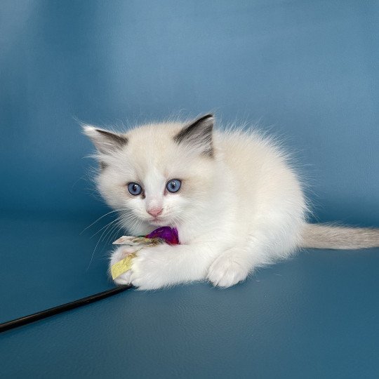 chaton Ragdoll seal point bicolor Umi rose Les Ragdolls de la Croisette