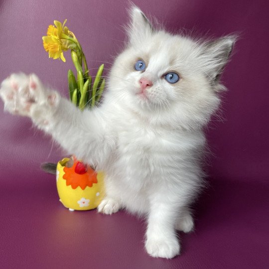 chaton Ragdoll seal point bicolor Umi rose Les Ragdolls de la Croisette