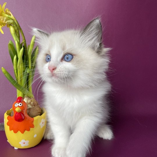 chaton Ragdoll seal point bicolor Umi rose Les Ragdolls de la Croisette