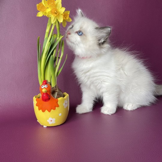 chaton Ragdoll seal point bicolor Umi rose Les Ragdolls de la Croisette