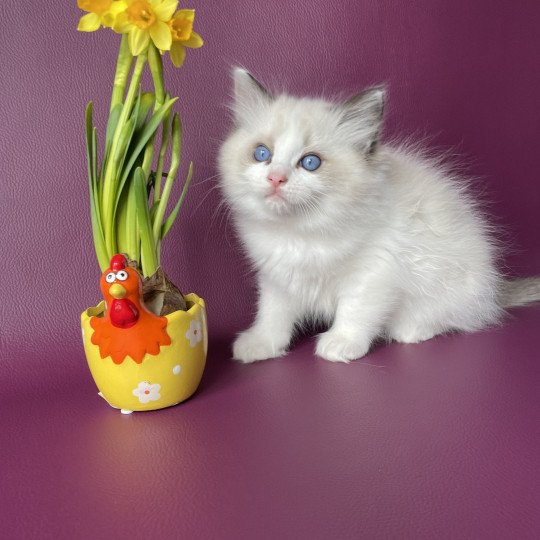 chaton Ragdoll seal point bicolor Umi rose Les Ragdolls de la Croisette