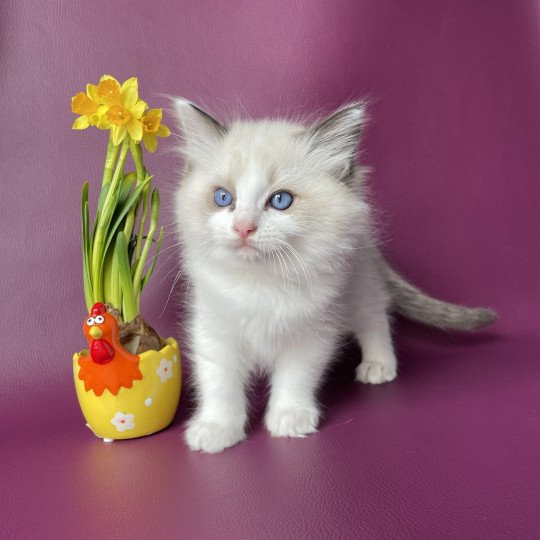 chaton Ragdoll seal point bicolor Umi rose Les Ragdolls de la Croisette