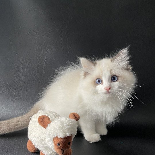 chaton Ragdoll seal point bicolor Umi Les Ragdolls de la Croisette