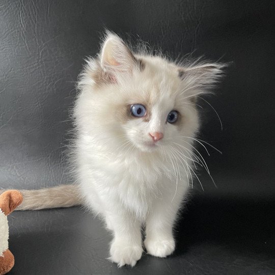 chaton Ragdoll seal point bicolor Umi Les Ragdolls de la Croisette