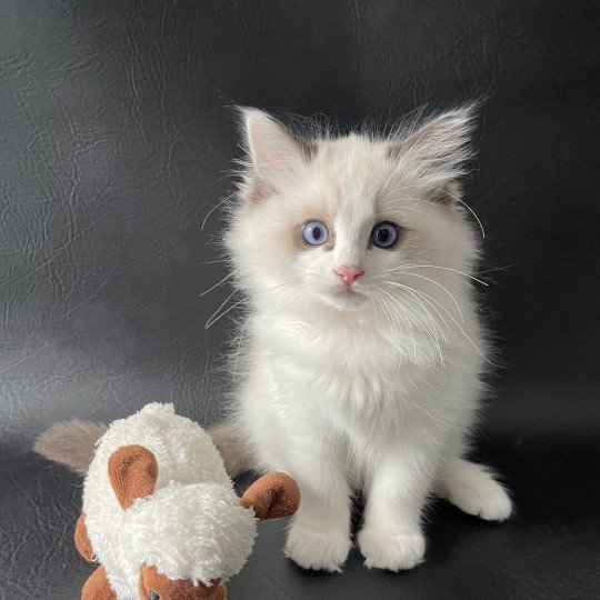 chaton Ragdoll seal point bicolor Umi Les Ragdolls de la Croisette