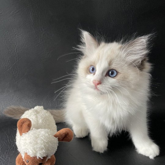 chaton Ragdoll seal point bicolor Umi Les Ragdolls de la Croisette