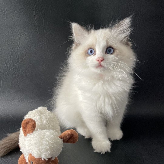 chaton Ragdoll seal point bicolor Umi Les Ragdolls de la Croisette