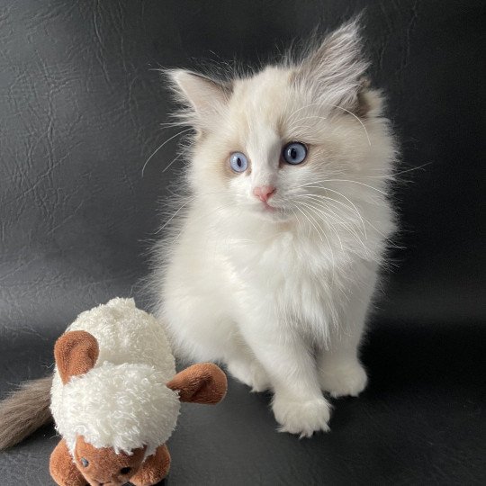 chaton Ragdoll seal point bicolor Umi Les Ragdolls de la Croisette