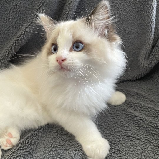 chaton Ragdoll seal point bicolor Umi Les Ragdolls de la Croisette