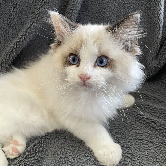 chaton Ragdoll seal point bicolor Umi Les Ragdolls de la Croisette