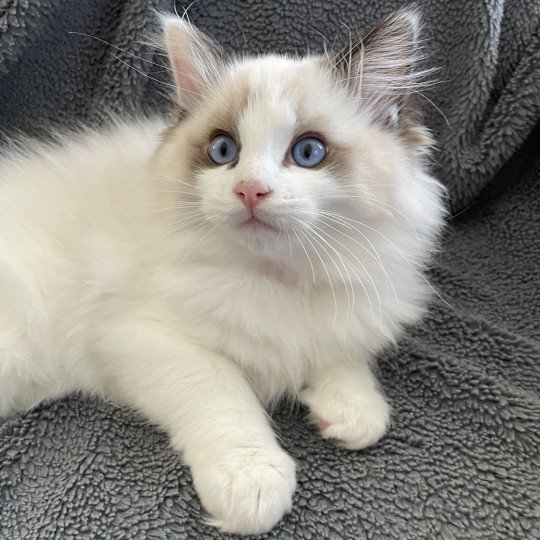 chaton Ragdoll seal point bicolor Umi Les Ragdolls de la Croisette