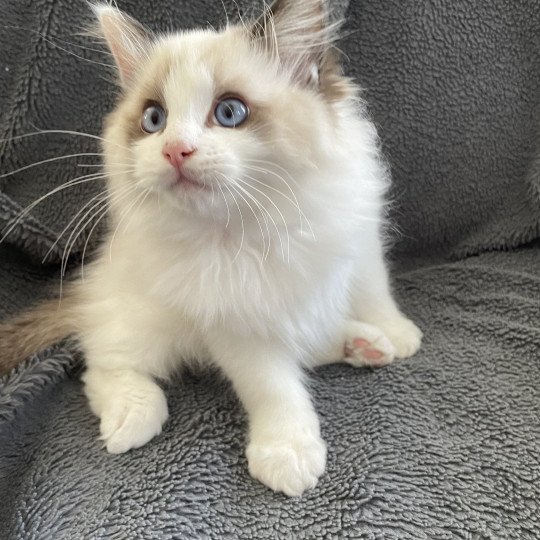 chaton Ragdoll seal point bicolor Umi Les Ragdolls de la Croisette