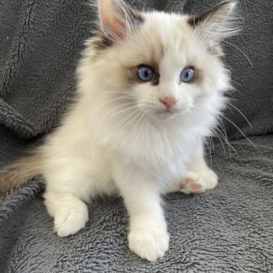 chaton Ragdoll seal point bicolor Umi Les Ragdolls de la Croisette