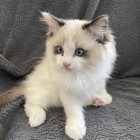 chaton Ragdoll seal point bicolor Umi Les Ragdolls de la Croisette