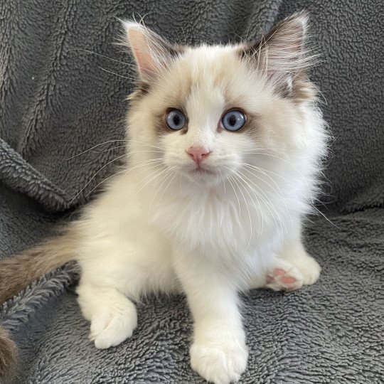 chaton Ragdoll seal point bicolor Umi Les Ragdolls de la Croisette