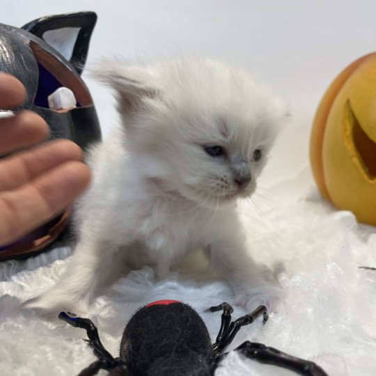 chaton Ragdoll chocolate point mitted Rose Les Ragdolls de la Croisette