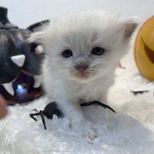 chaton Ragdoll chocolate point mitted Rose Les Ragdolls de la Croisette