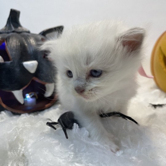 chaton Ragdoll chocolate point mitted Rose Les Ragdolls de la Croisette