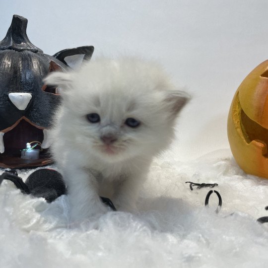 chaton Ragdoll chocolate point mitted Rose Les Ragdolls de la Croisette