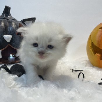 chaton Ragdoll chocolate point mitted Rose Les Ragdolls de la Croisette