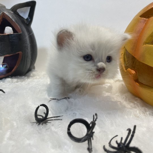 chaton Ragdoll chocolate point mitted Rose Les Ragdolls de la Croisette