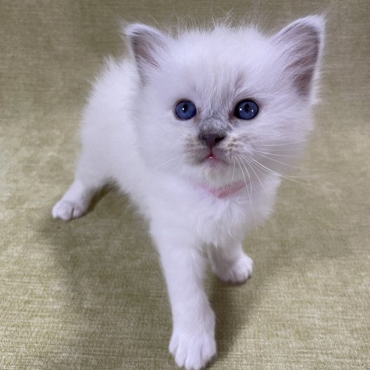 chaton Ragdoll chocolate point mitted Rose Les Ragdolls de la Croisette