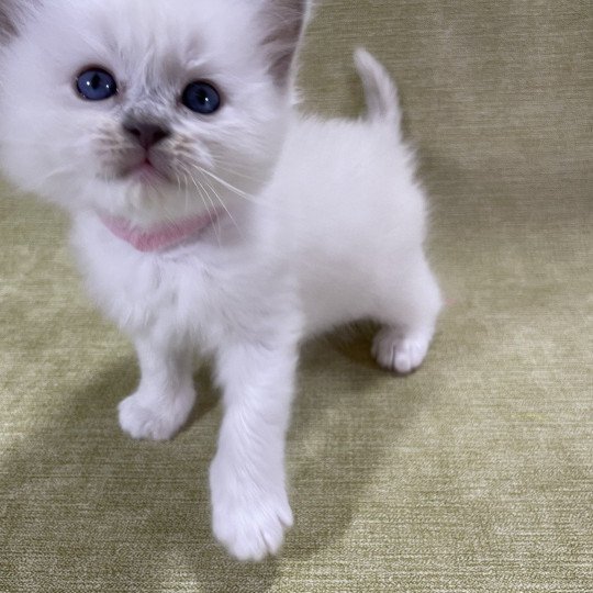 chaton Ragdoll chocolate point mitted Rose Les Ragdolls de la Croisette