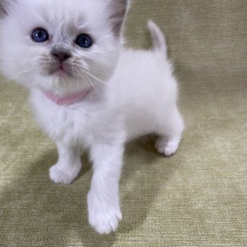 chaton Ragdoll chocolate point mitted Rose Les Ragdolls de la Croisette chaton Ragdoll chocolate point mitted Rose Les Ragdolls de la Croisette
