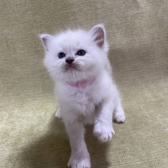 chaton Ragdoll chocolate point mitted Rose Les Ragdolls de la Croisette