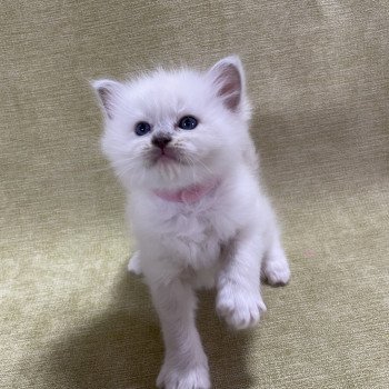 chaton Ragdoll chocolate point mitted Rose Les Ragdolls de la Croisette chaton Ragdoll chocolate point mitted Rose Les Ragdolls de la Croisette