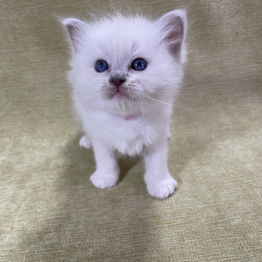 chaton Ragdoll chocolate point mitted Rose Les Ragdolls de la Croisette