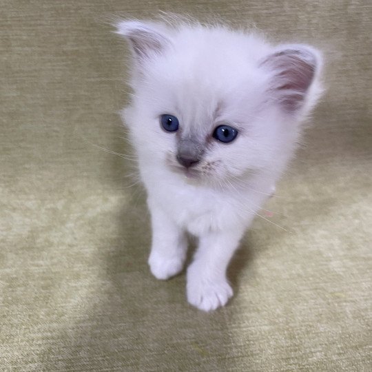 chaton Ragdoll chocolate point mitted Rose Les Ragdolls de la Croisette