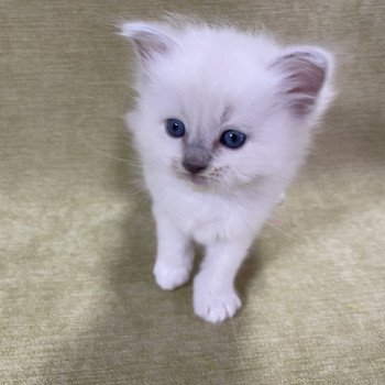 chaton Ragdoll chocolate point mitted Rose Les Ragdolls de la Croisette chaton Ragdoll chocolate point mitted Rose Les Ragdolls de la Croisette