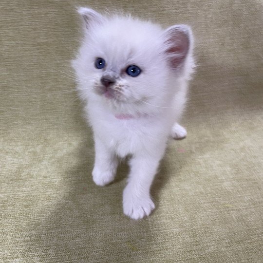 chaton Ragdoll chocolate point mitted Rose Les Ragdolls de la Croisette