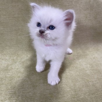 chaton Ragdoll chocolate point mitted Rose Les Ragdolls de la Croisette