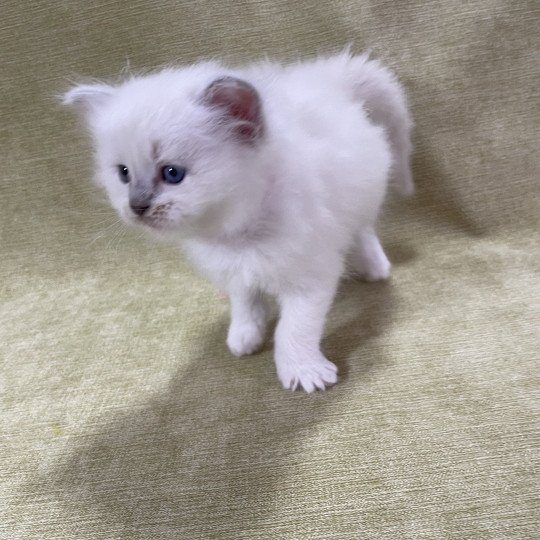 chaton Ragdoll chocolate point mitted Rose Les Ragdolls de la Croisette