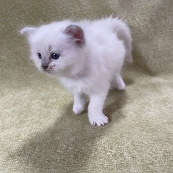 chaton Ragdoll chocolate point mitted Rose Les Ragdolls de la Croisette