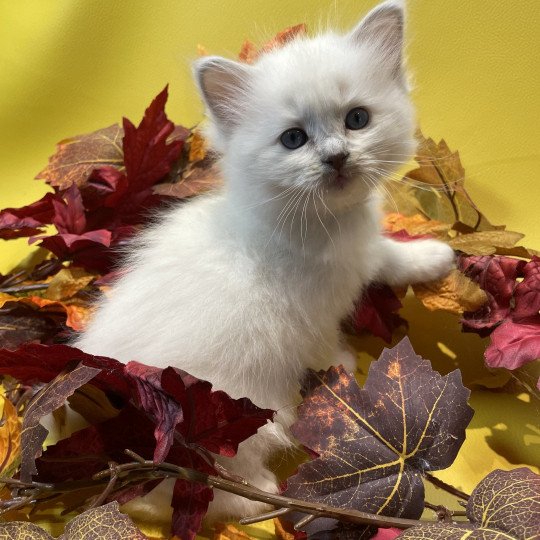 chaton Ragdoll lilac point mitted Uthopie Les Ragdolls de la Croisette