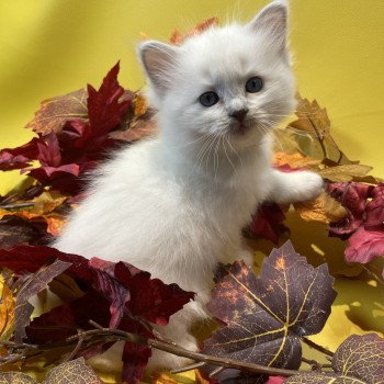 chaton Ragdoll lilac point mitted Uthopie Les Ragdolls de la Croisette