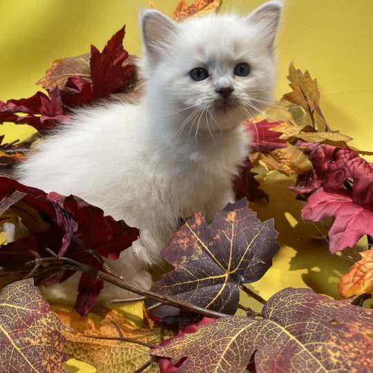 chaton Ragdoll lilac point mitted Uthopie Les Ragdolls de la Croisette